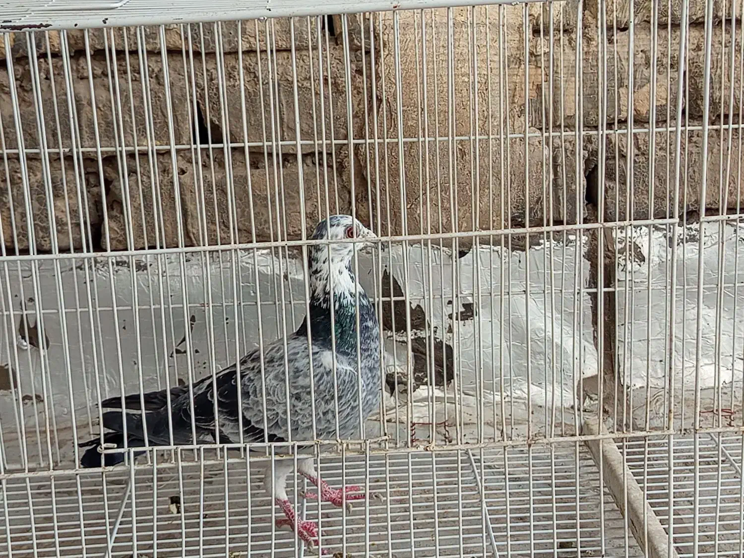 آلمانی نر|پرنده|بجنورد, |دیوار