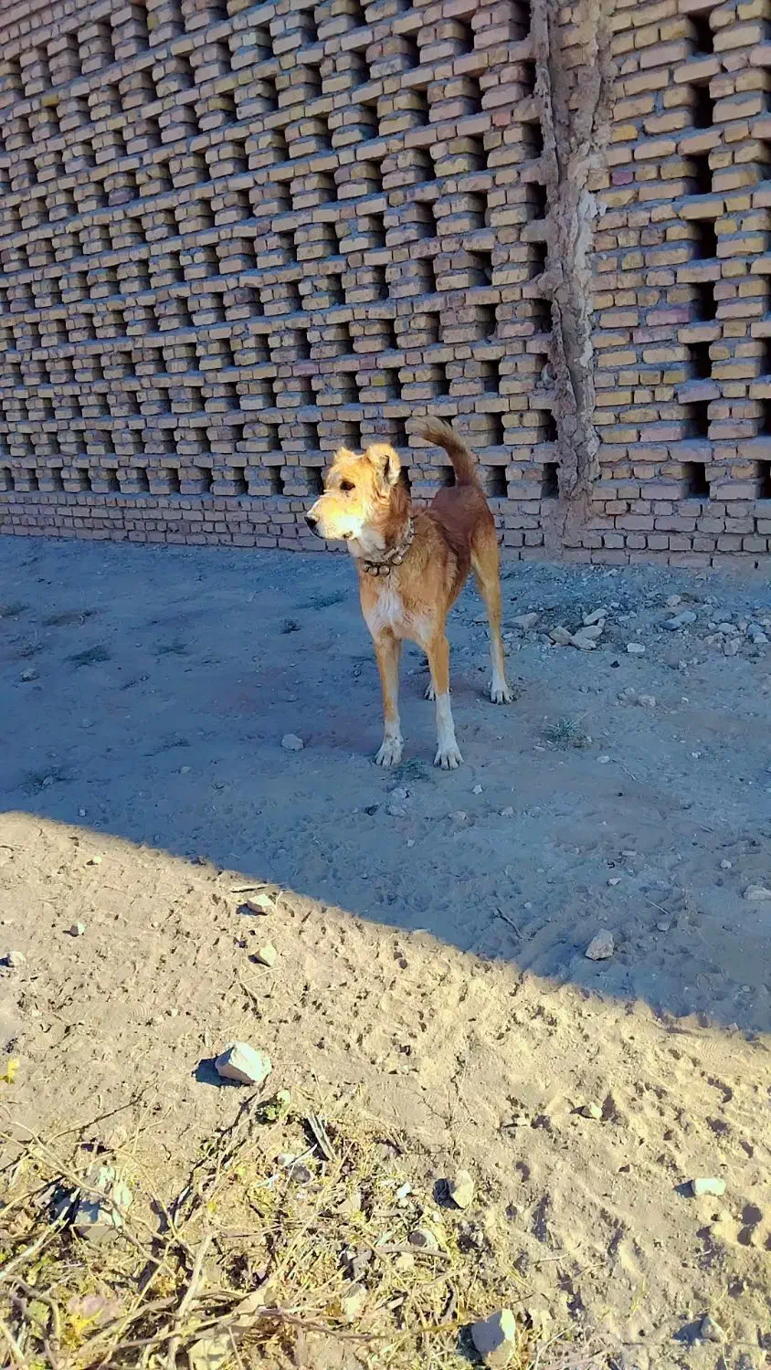 واگذاری سگ|سگ|بردسکن, |دیوار