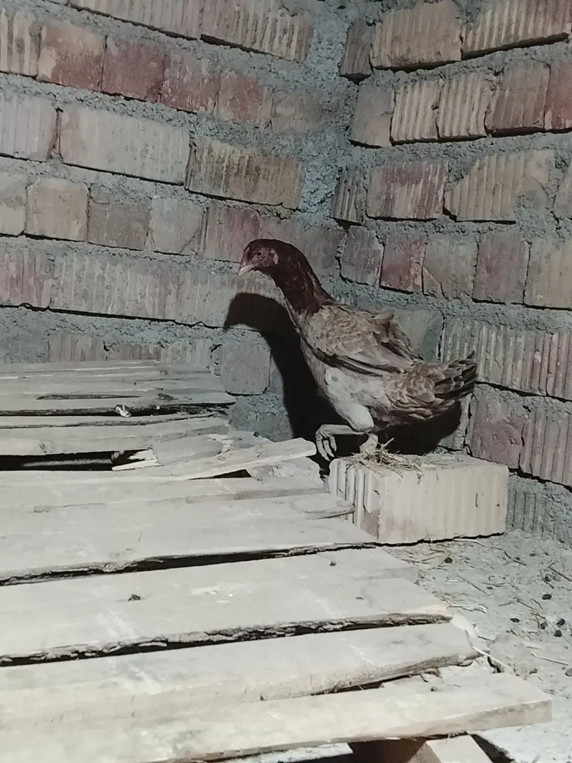 مرغ و خروس|حیوانات مزرعه|ایرانشهر, |دیوار