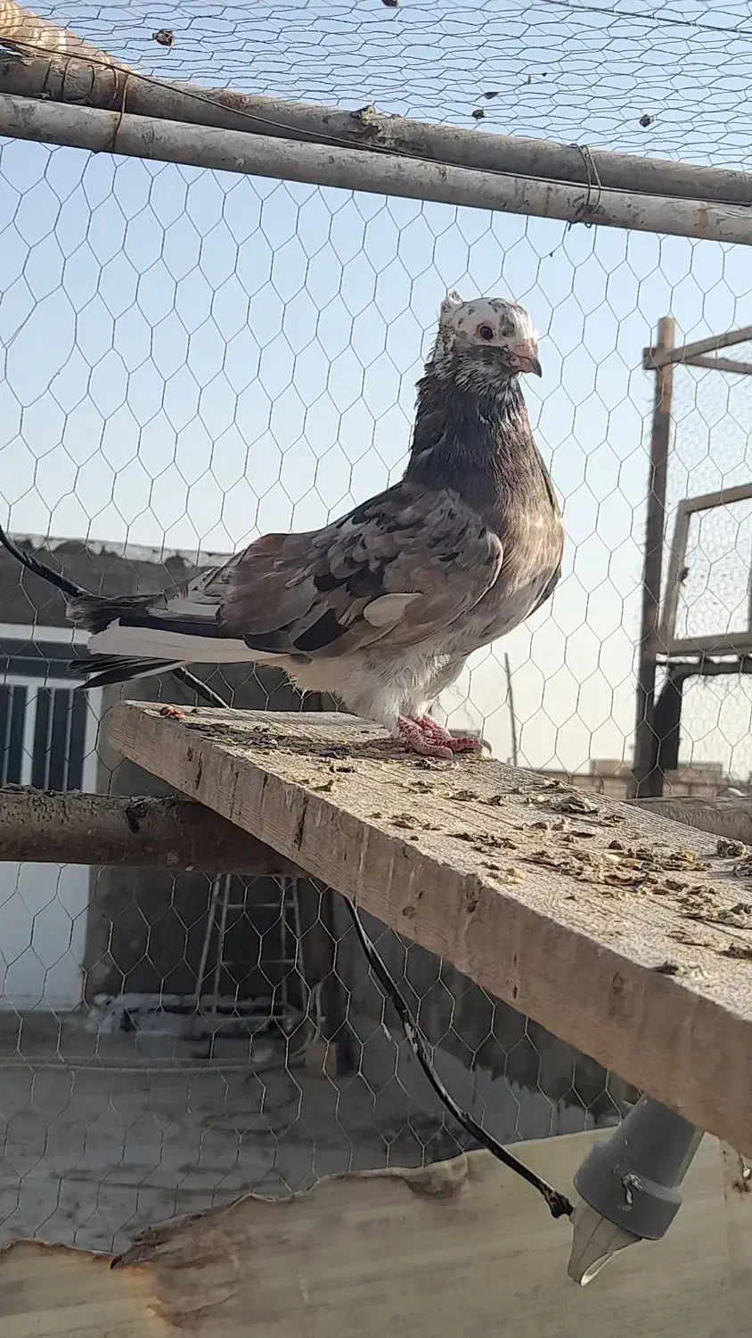 کبوتر گرفتنی رنگی و پلاکی سرور|پرنده|قم, ولیعصر|دیوار
