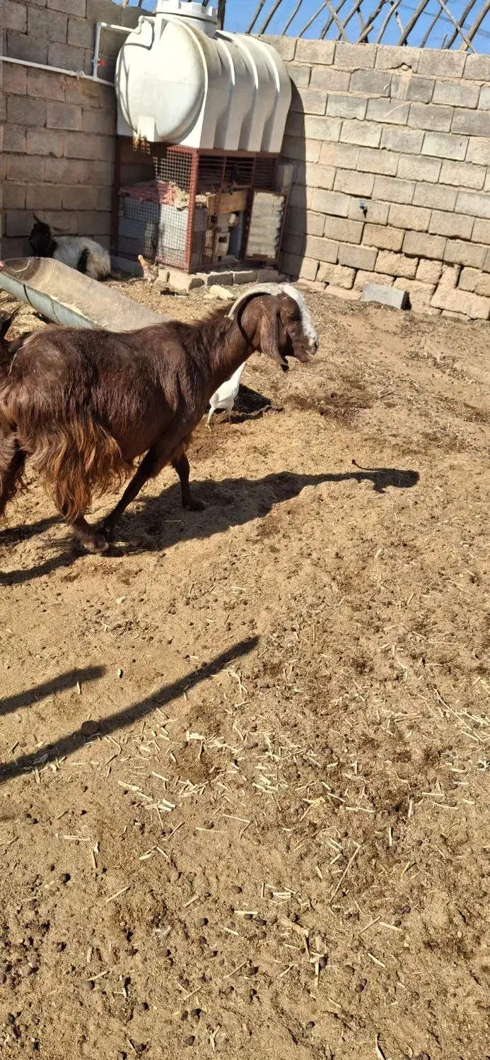 فروش بز چاق|حیوانات مزرعه|حنا, |دیوار