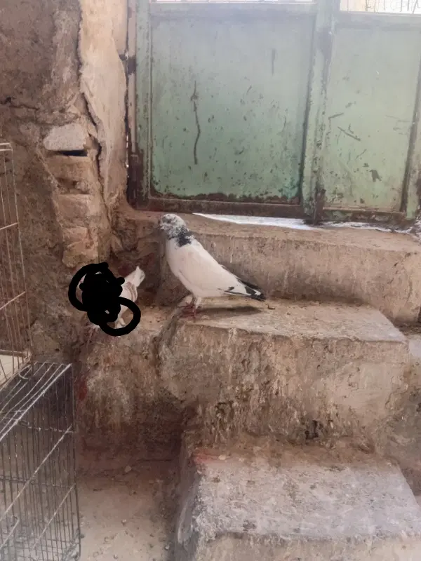 کفتر|پرنده|قم, دروازه ری|دیوار