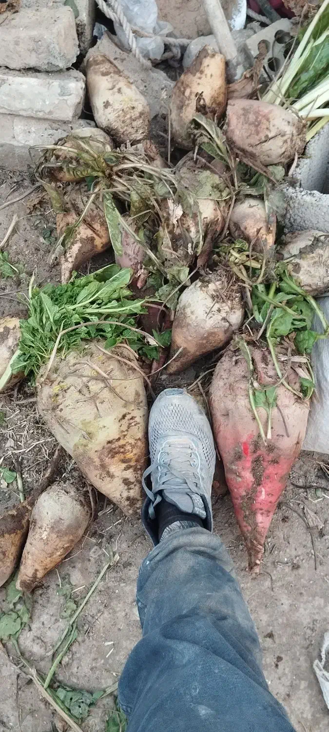 چغندر ،تفاله|حیوانات مزرعه|اسفراین, |دیوار