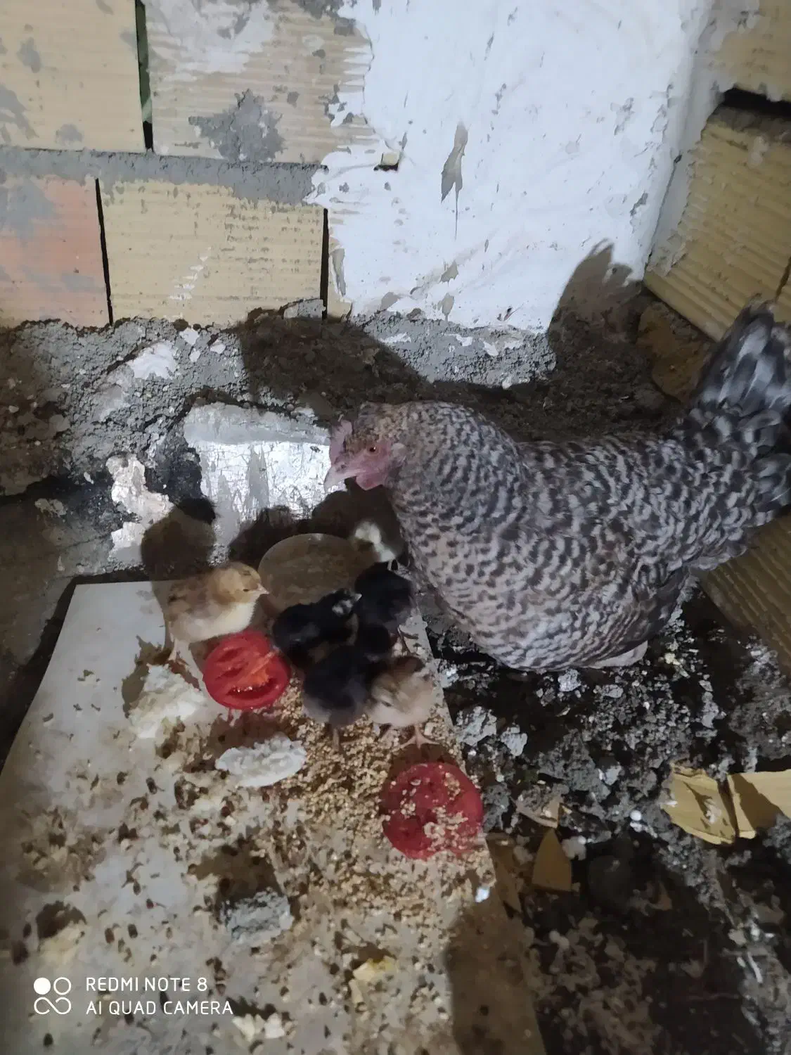 مرغ به همراه جوجه هاش|حیوانات مزرعه|محمدشهر, محمدشهر|دیوار