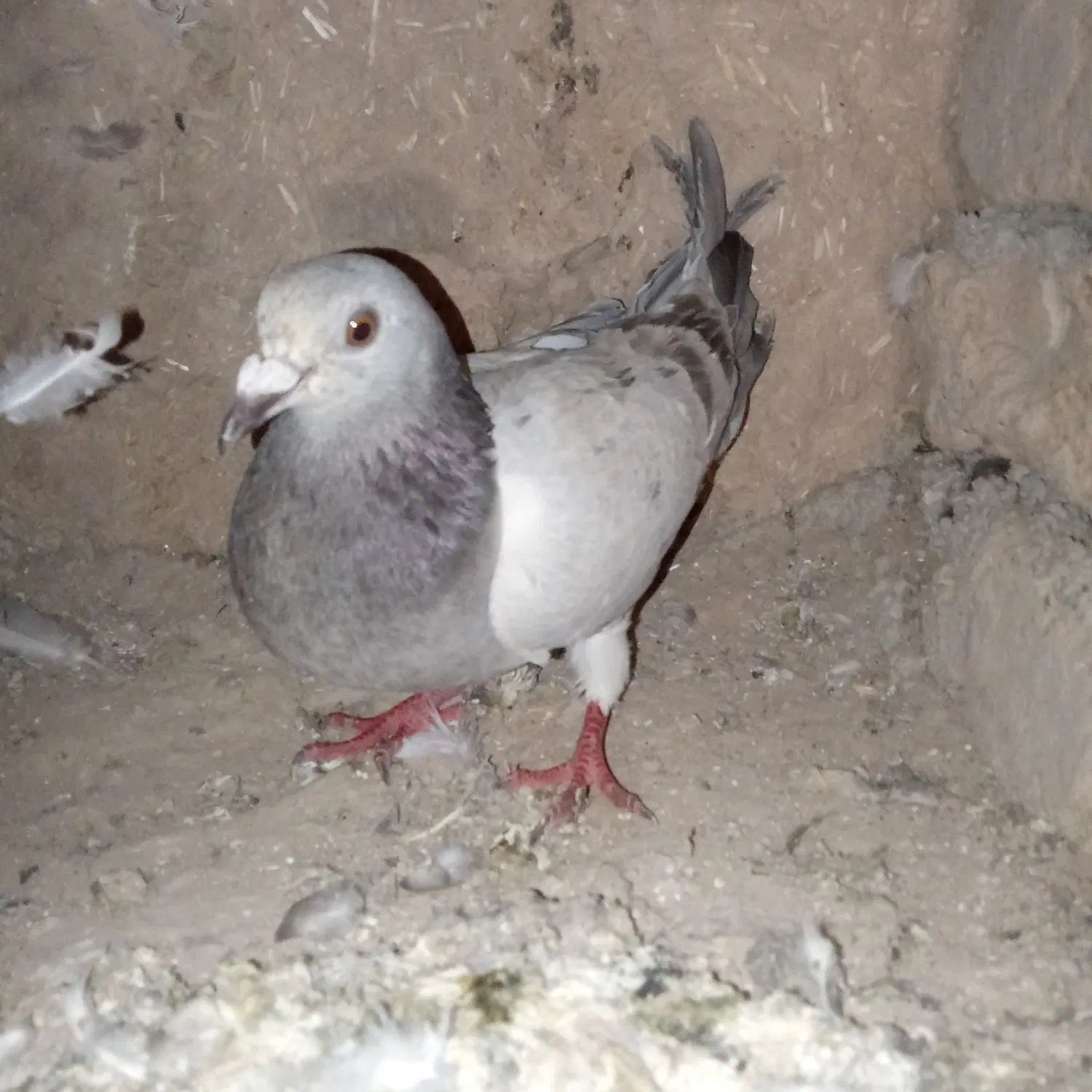 پرنده|پرنده|شیروان (خراسان), |دیوار