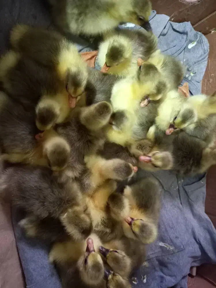 فروش ۴ عدد جوجه غاز چهار روزه|حیوانات مزرعه|قائمشهر, |دیوار