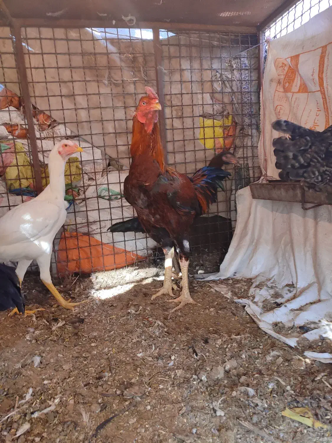 خروس لاری نسل گراز|حیوانات مزرعه|آذرشهر, |دیوار