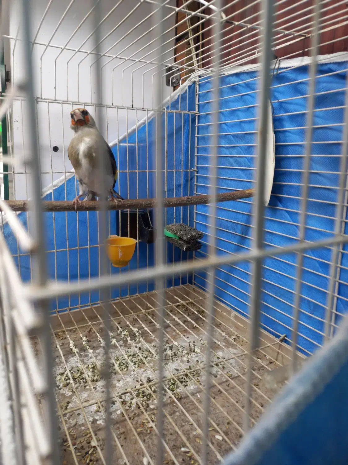 سهره کرمونی دو رگ ، قفس|پرنده|مشهد, شفا|دیوار