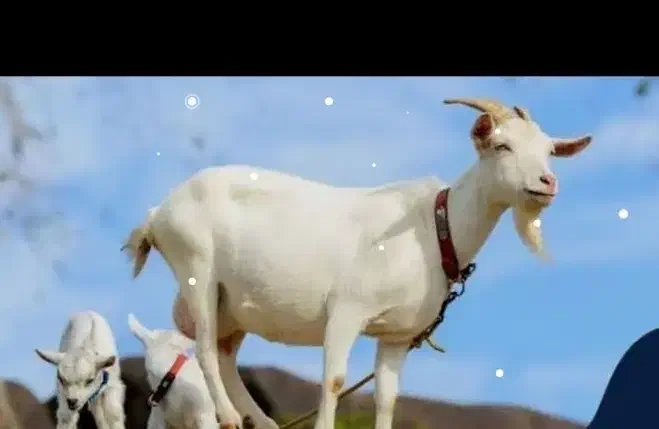 بز و کهره|حیوانات|رامهرمز, |دیوار