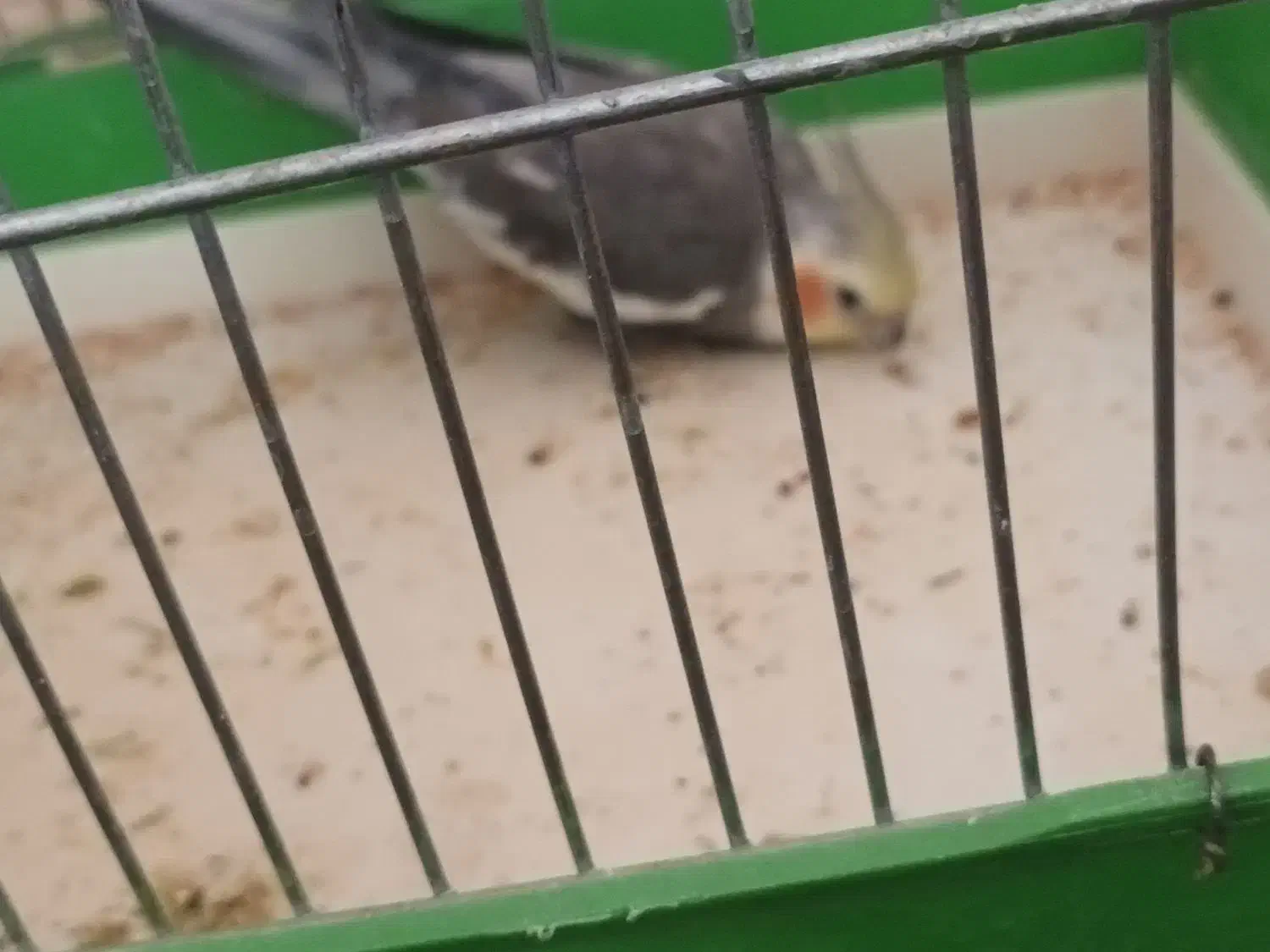 عروس هلندی نژاد سینامون نر|پرنده|کهریزک, |دیوار