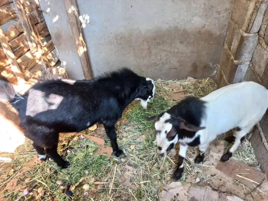 دو عدد کهره نر بفروش می رسد جهت اطلاع از قیمت|حیوانات مزرعه|بندر دیر, |دیوار