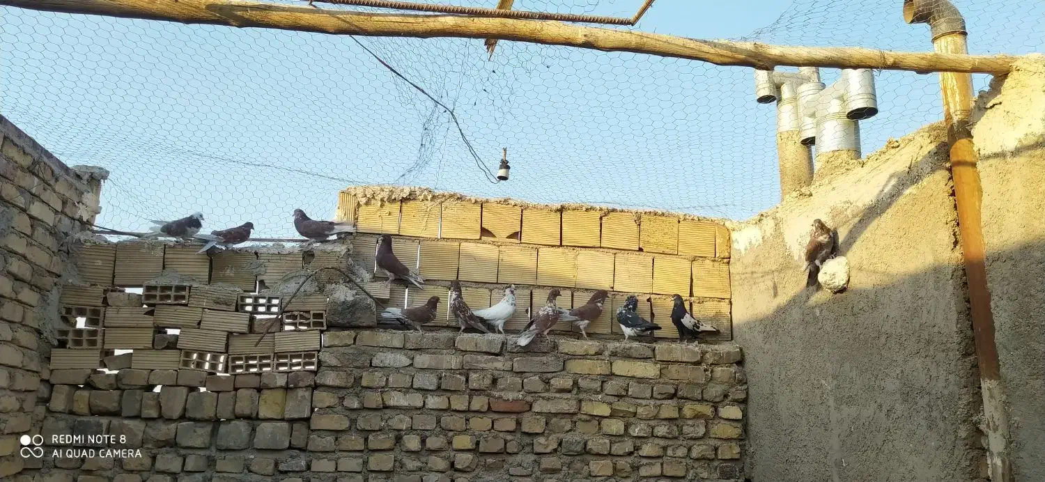 کفتر سرخ پرشی|پرنده|اردکان, |دیوار