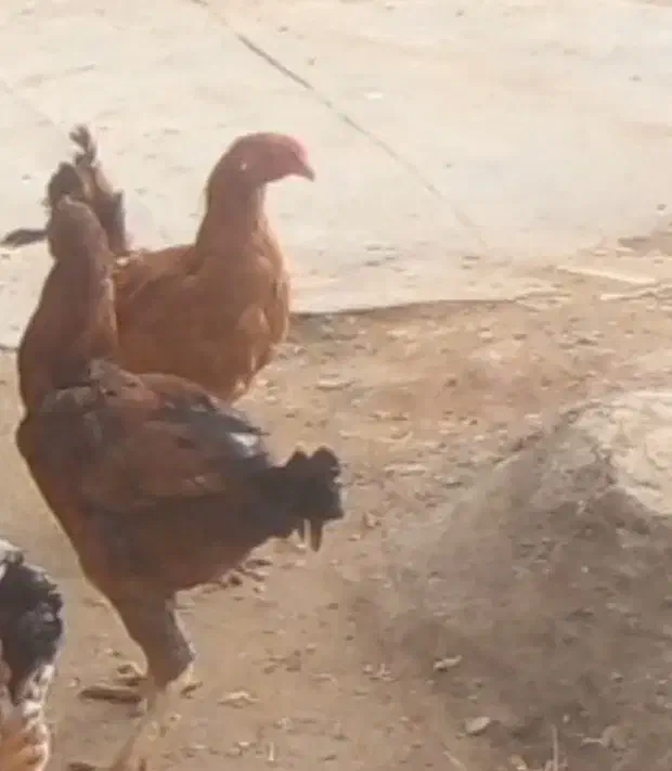 مرغ واروک|حیوانات مزرعه|دهگلان, |دیوار