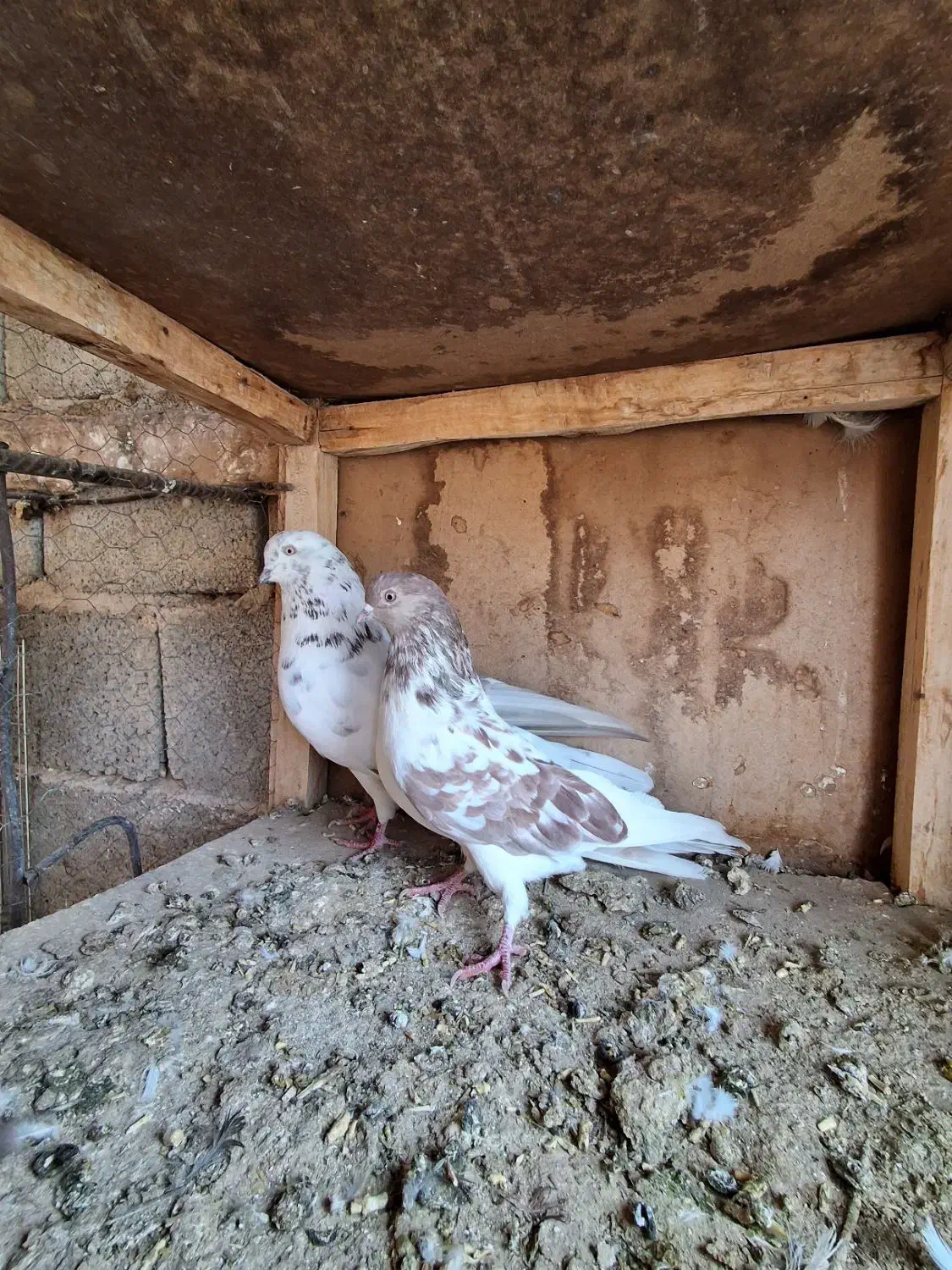 یک جفت کبوتر کاشونی با یک عدد کله ای نر|پرنده|فارسان, |دیوار