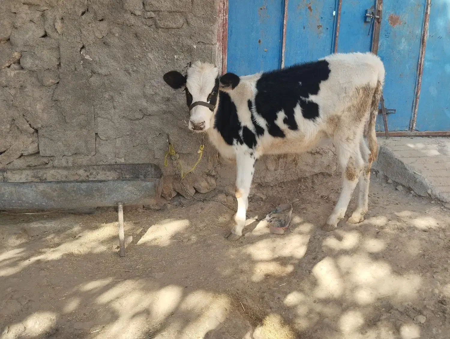 گوساله ماده|حیوانات مزرعه|دهدشت, |دیوار