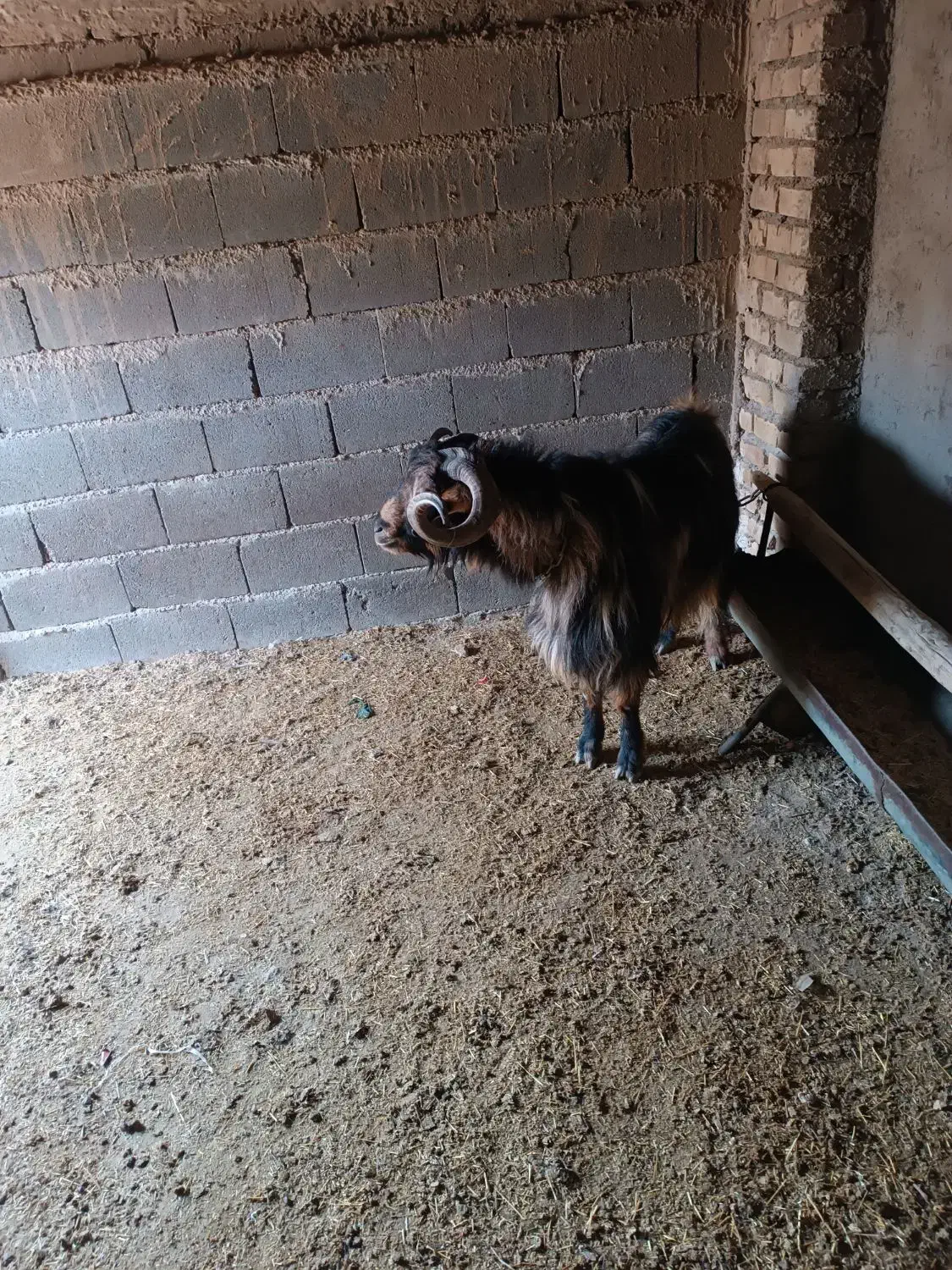 بز بزغاله نربز|حیوانات مزرعه|قرچک, داوود آباد|دیوار