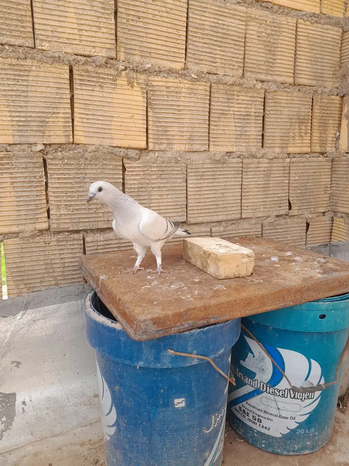 کبوتر|پرنده|شوشتر, |دیوار