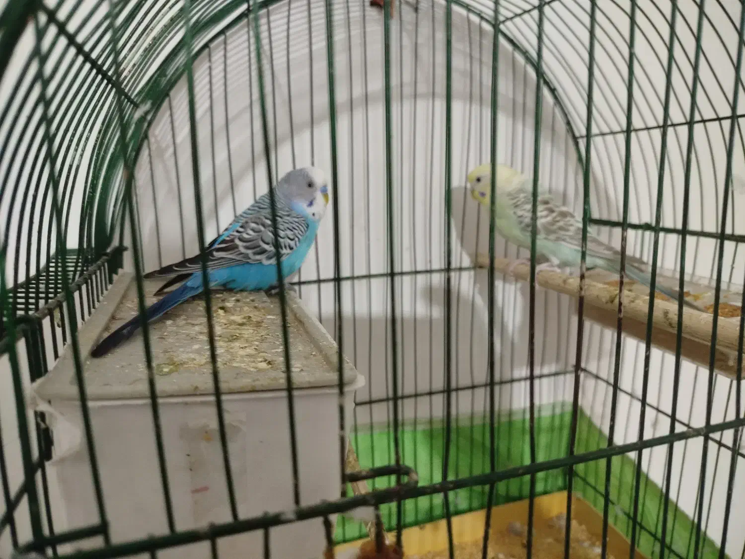 مرغ عشق|پرنده|کارون, |دیوار