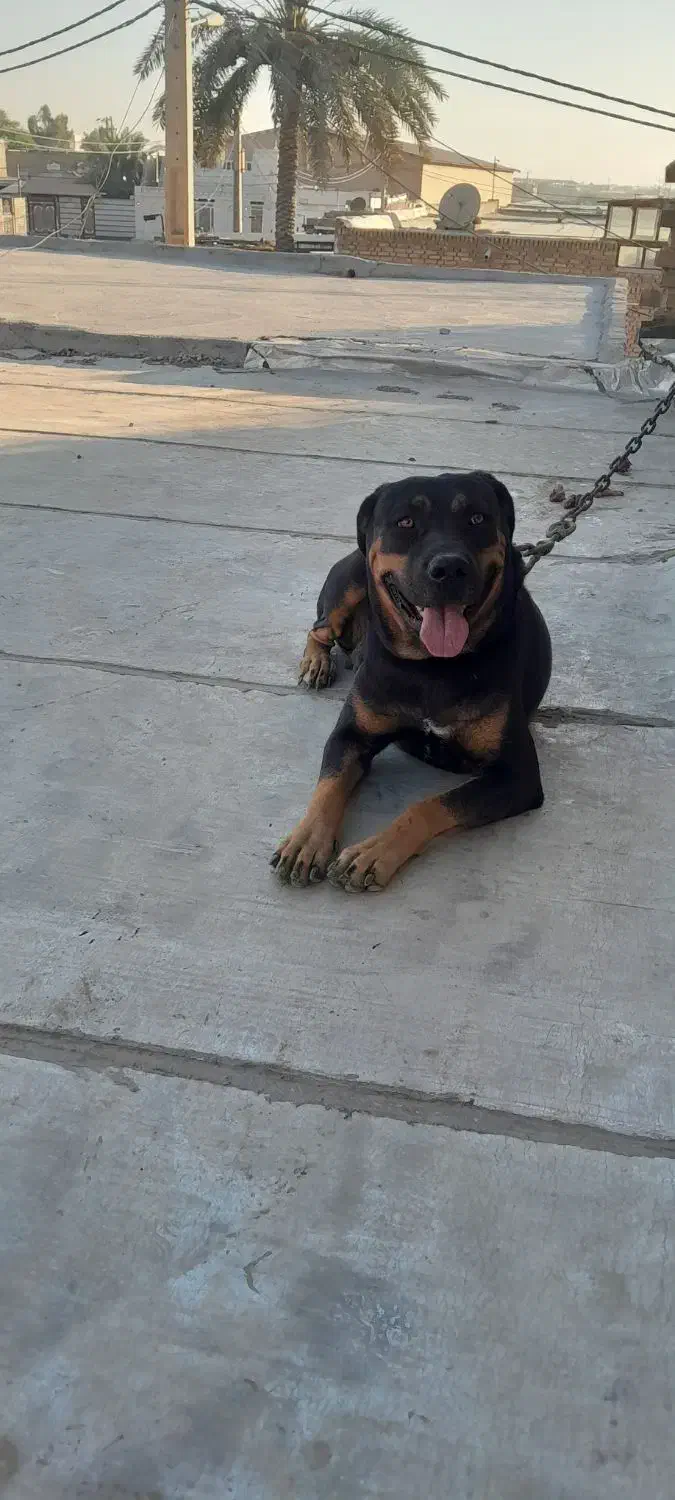 سگ ماده روتوایلر|سگ|کارون, |دیوار