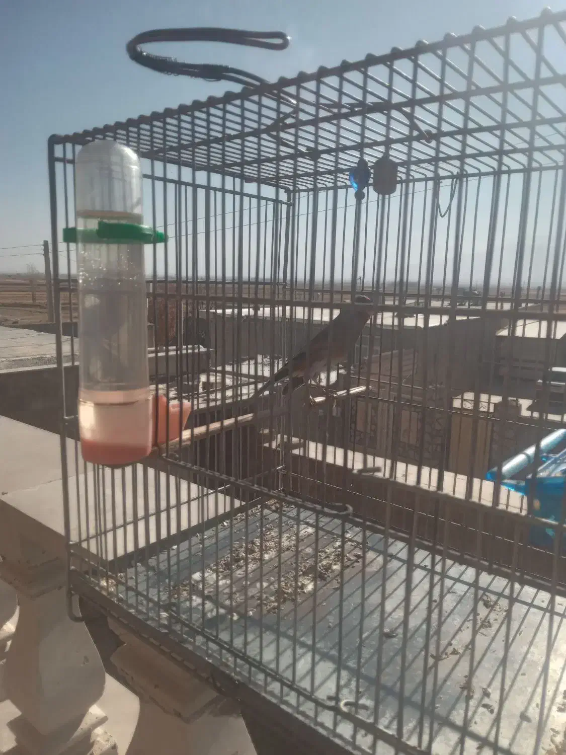 سهره قناری نر سرخ|پرنده|نهاوند, |دیوار