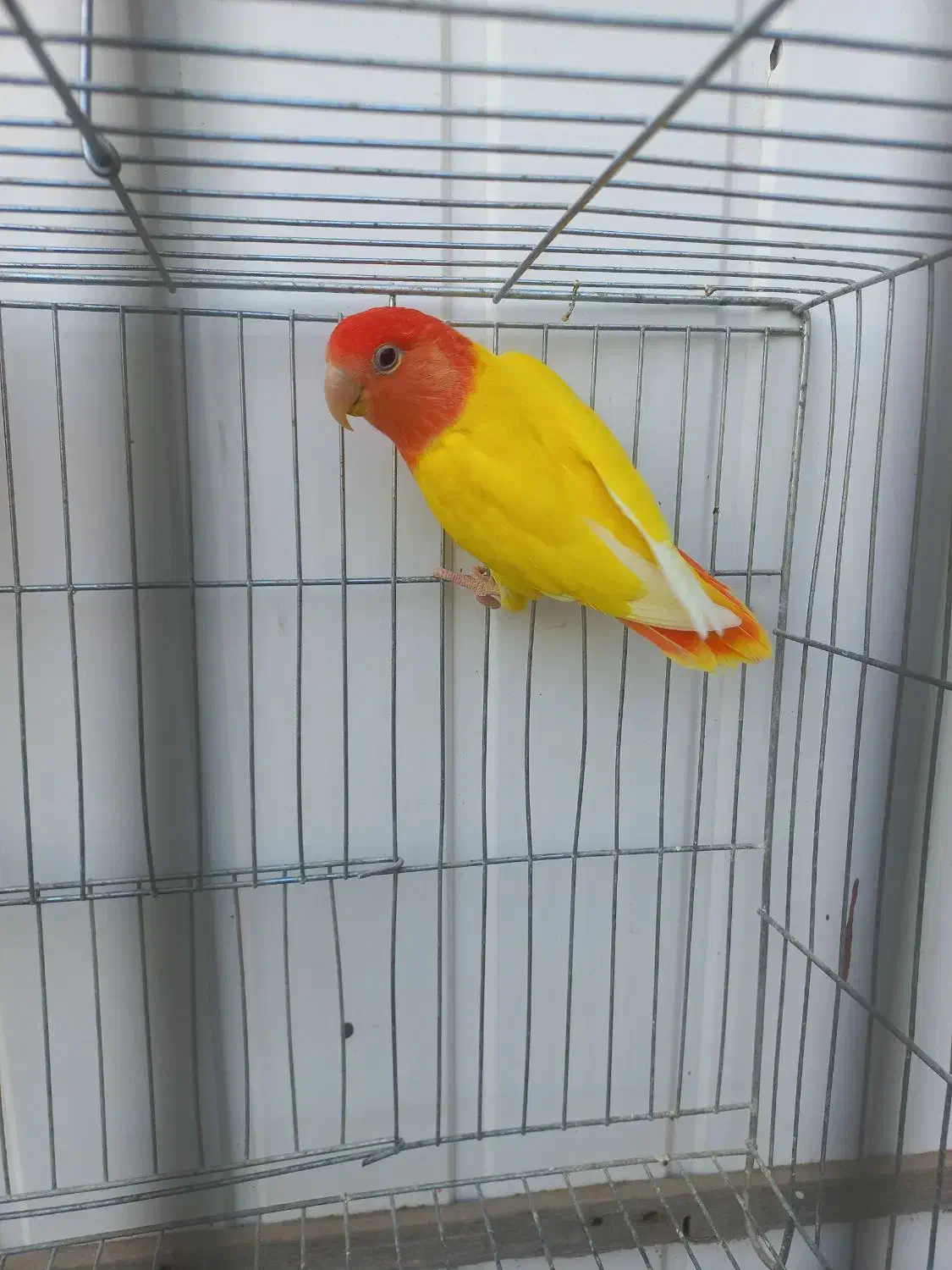 طوطی برزیلی اوپال نر شهر مراغه|پرنده|تبریز, |دیوار