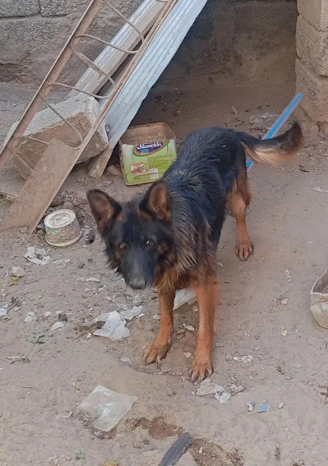 فروش سگ ژرمن کلاس a ماده 18ماهه|سگ|جیرفت, |دیوار