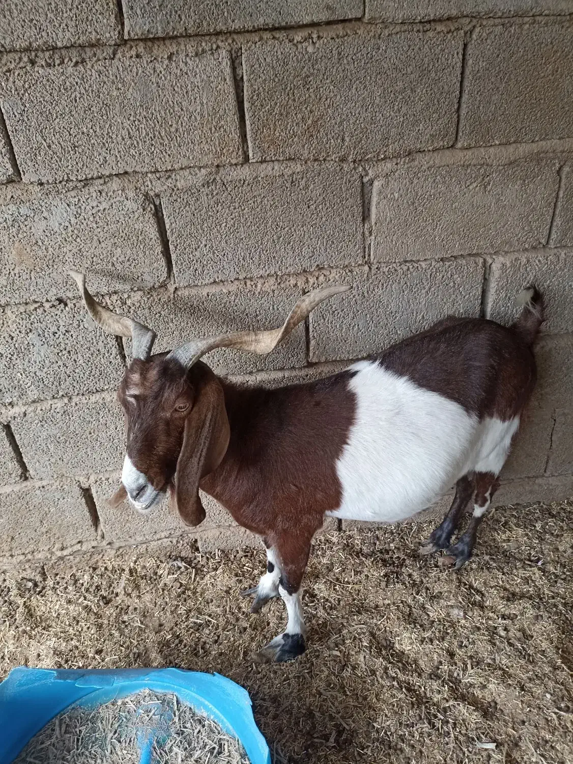 بز نجدی دوقلوزا|حیوانات مزرعه|شادگان, |دیوار