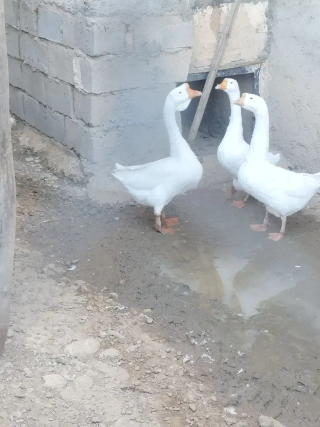 غوغاز|حیوانات مزرعه|شاهین دژ, |دیوار