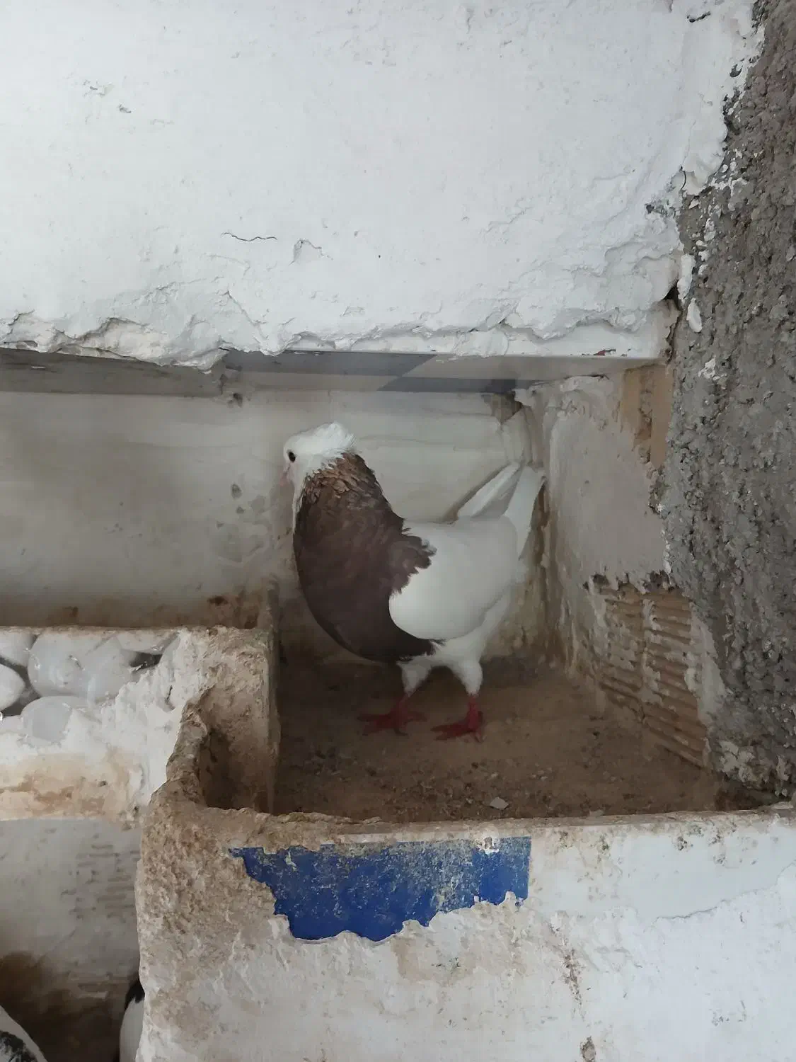 فروش چن عددکبوتر|پرنده|دهدشت, |دیوار