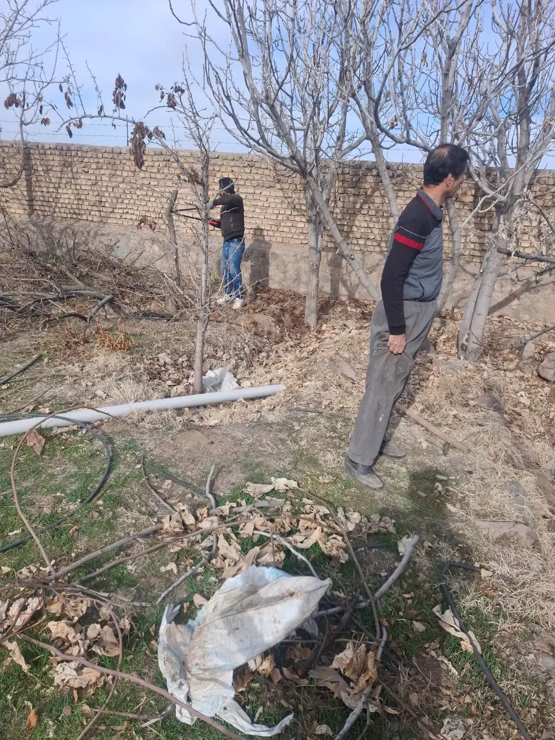 خرید درختان باغی و چوب خانه قدیمی|خدمات باغبانی و درختکاری|نیشابور, خط کاشمر|دیوار