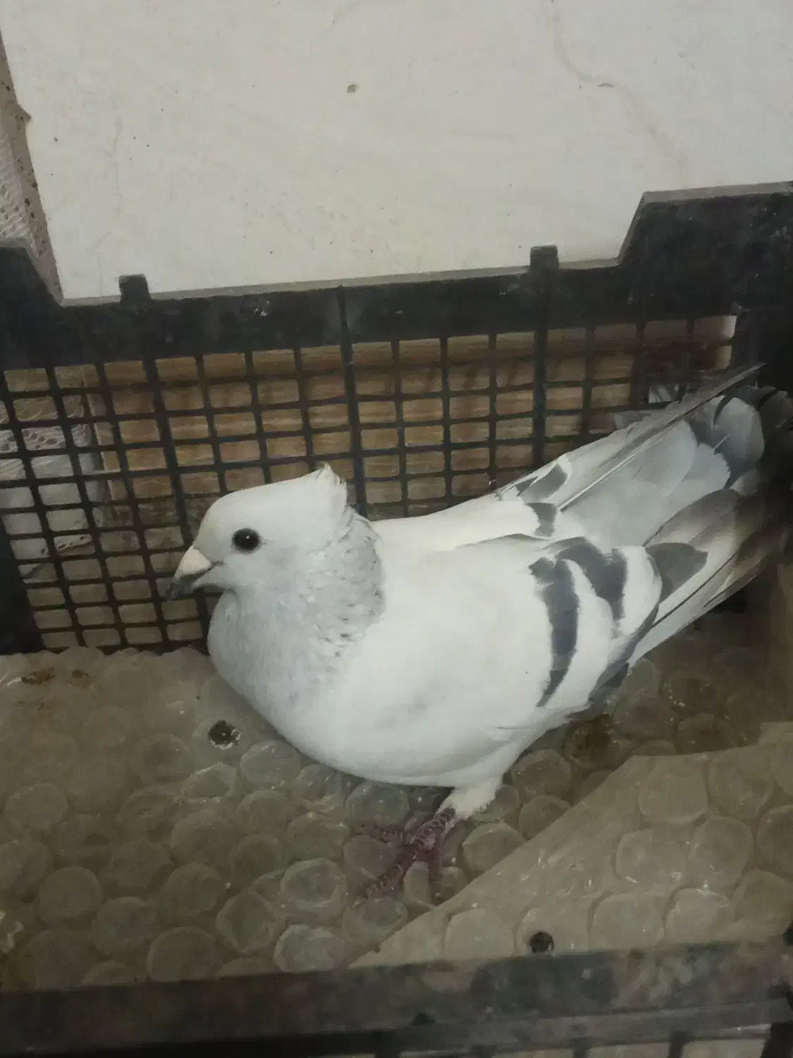 کفتر سبز کلاغ کلاهی|پرنده|کرمان, |دیوار