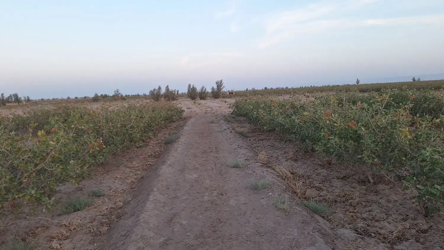 فروش زمین پسته|فروش دفتر صنعتی، کشاورزی، تجاری|کشکوئیه, |دیوار