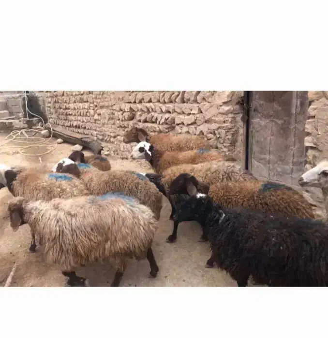 ۱۲ عدد میش|حیوانات مزرعه|کوهدشت, |دیوار