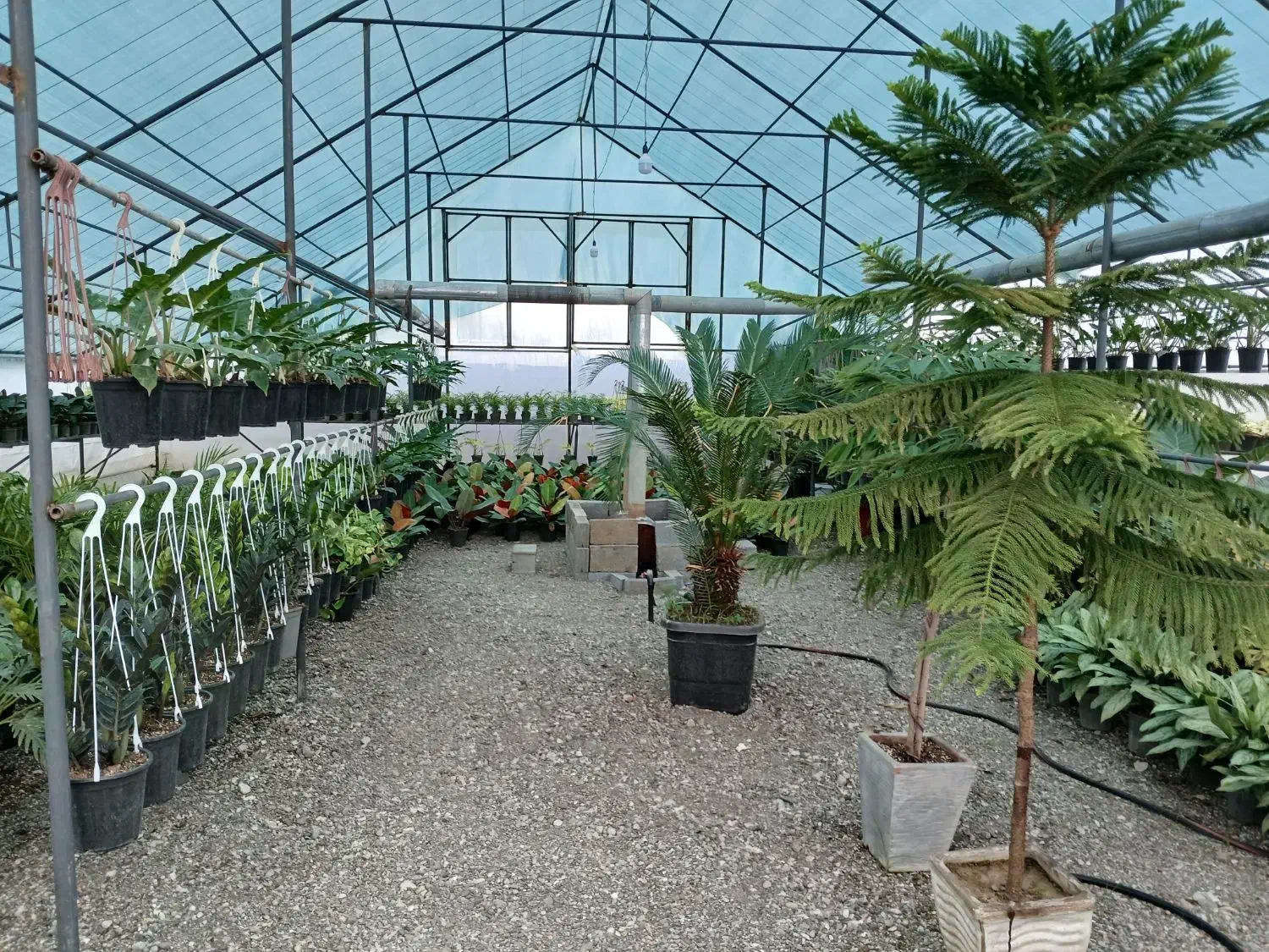 فروش گلخانه|فروش دفتر صنعتی، کشاورزی، تجاری|عباسآباد, |دیوار