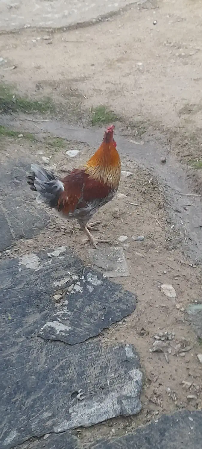 ۳عدد خروس|پرنده|آبدانان, |دیوار