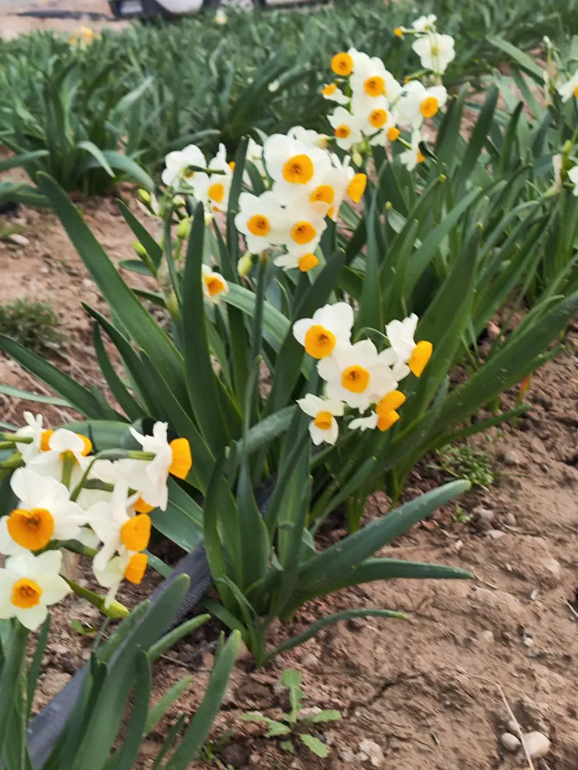 گل نرگس|گل و گیاه طبیعی|شیراز, شهرک بهار|دیوار