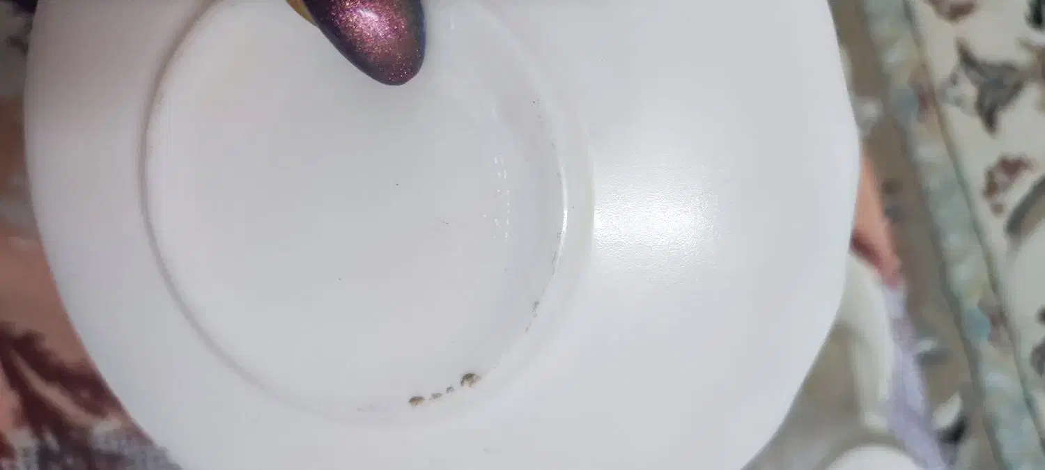 فنجان|ظروف سرو و پذیرایی|اصفهان, شمس آباد|دیوار