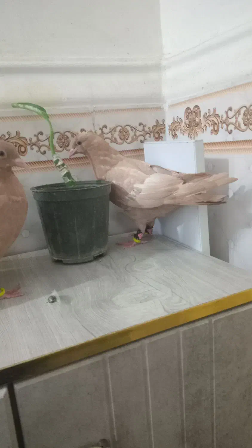 سینه زرد|پرنده|شوشتر, |دیوار