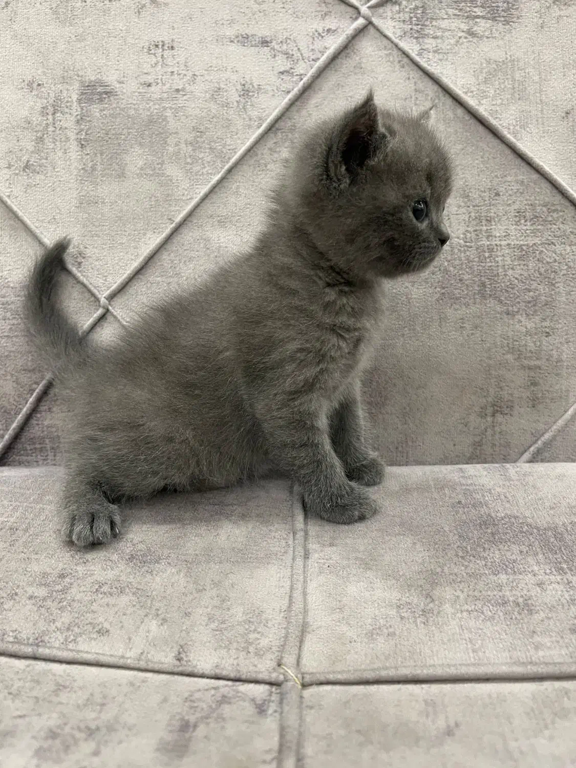 اسکاتیش آنفولد|گربه|اسلامشهر, شهرک واوان|دیوار