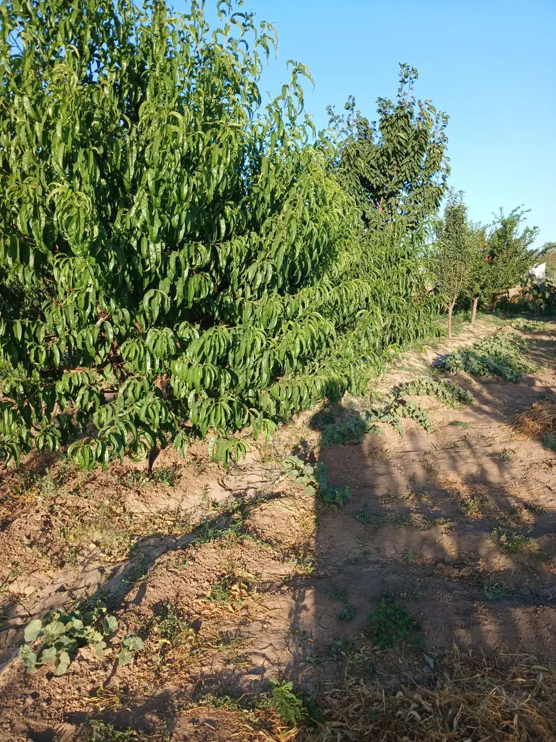 فروش باغ|فروش زمین و ملک کلنگی|سراب, |دیوار