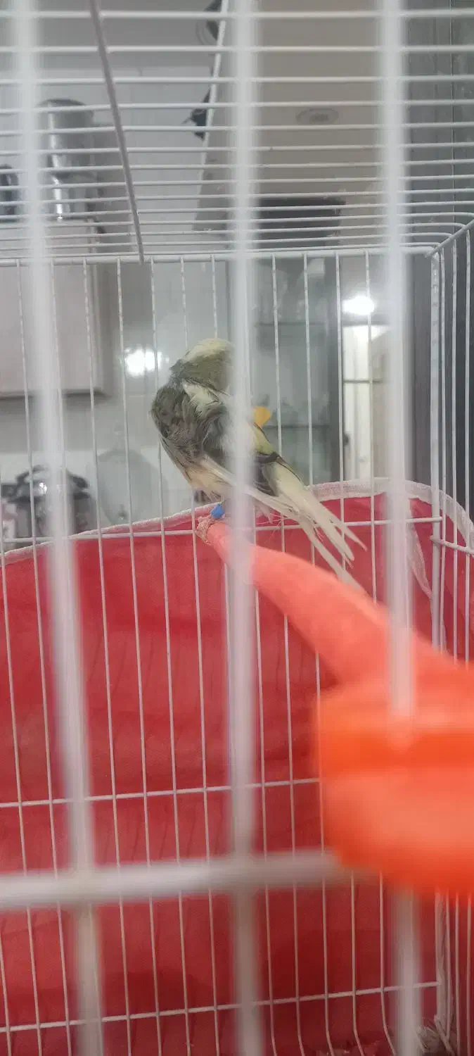 قناری ابلغ|پرنده|تربتحیدریه, کلاته توکلی|دیوار