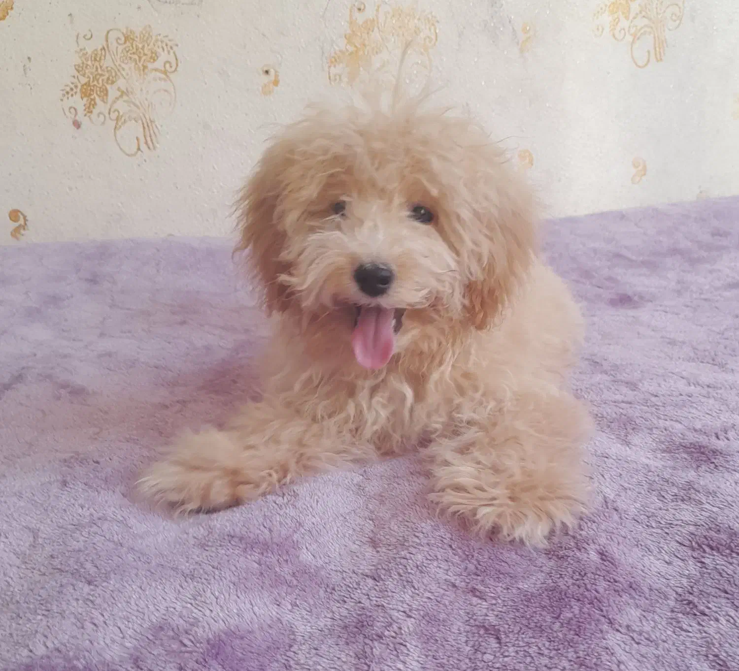 پودل نر ۴ماهه واگزاری فوری|سگ|خمینی‌شهر, |دیوار