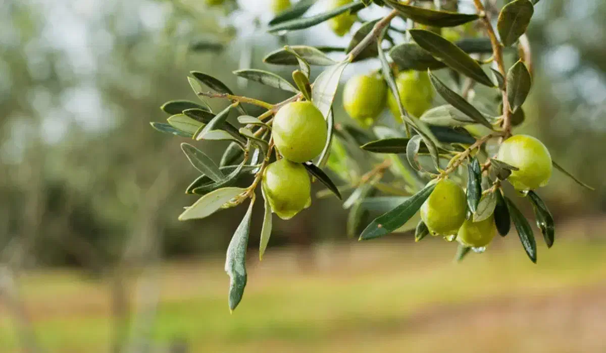 زیتون سیاه و سبز روغنی|خوردنی و آشامیدنی|قم, بنیاد|دیوار