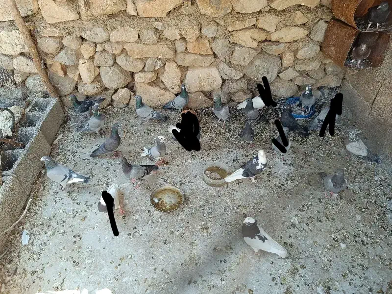 کبوتر|پرنده|باشت, |دیوار
