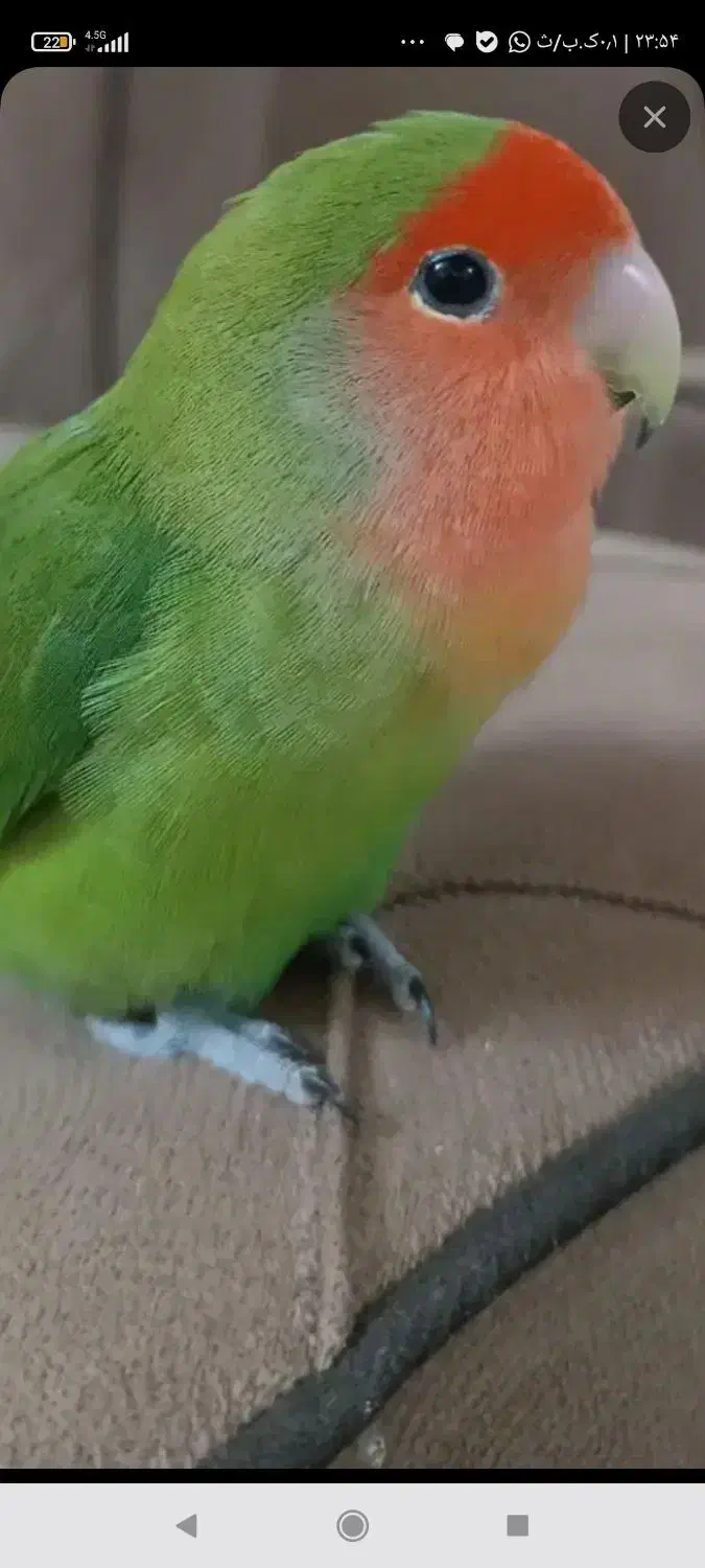 گمشده|حیوانات|کازرون, |دیوار