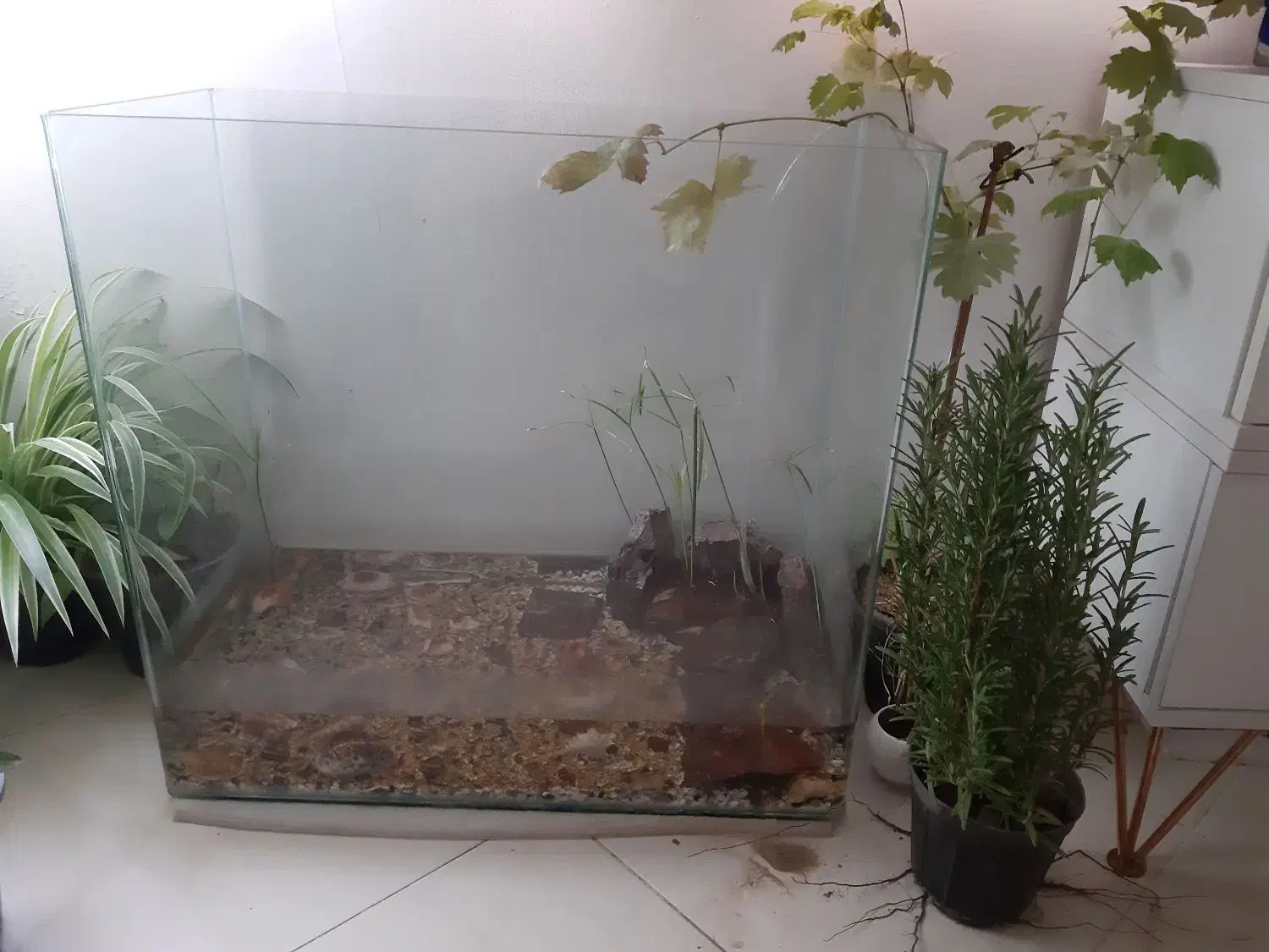 آکواریوم|لوازم جانبی حیوانات|پرند, فاز ۶|دیوار