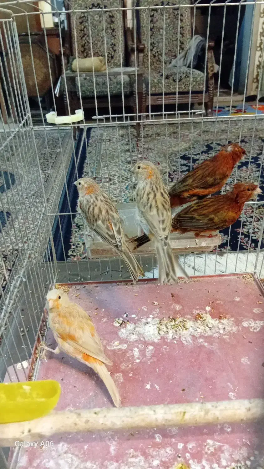 قناری|پرنده|کرمان, |دیوار