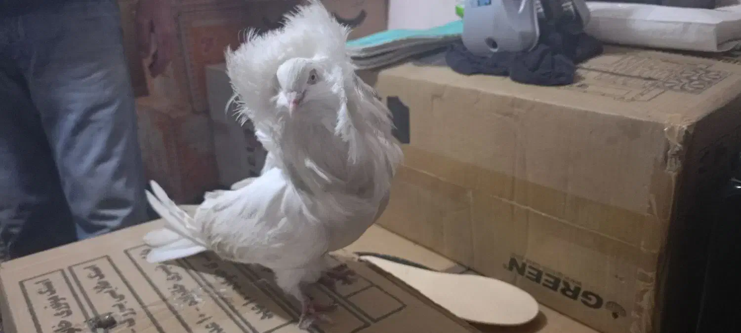 کفتر ،کبوتر|پرنده|تهران, نعمت‌آباد|دیوار