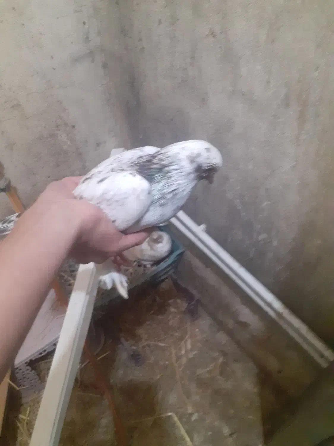 کبوتر|پرنده|گرمی, |دیوار