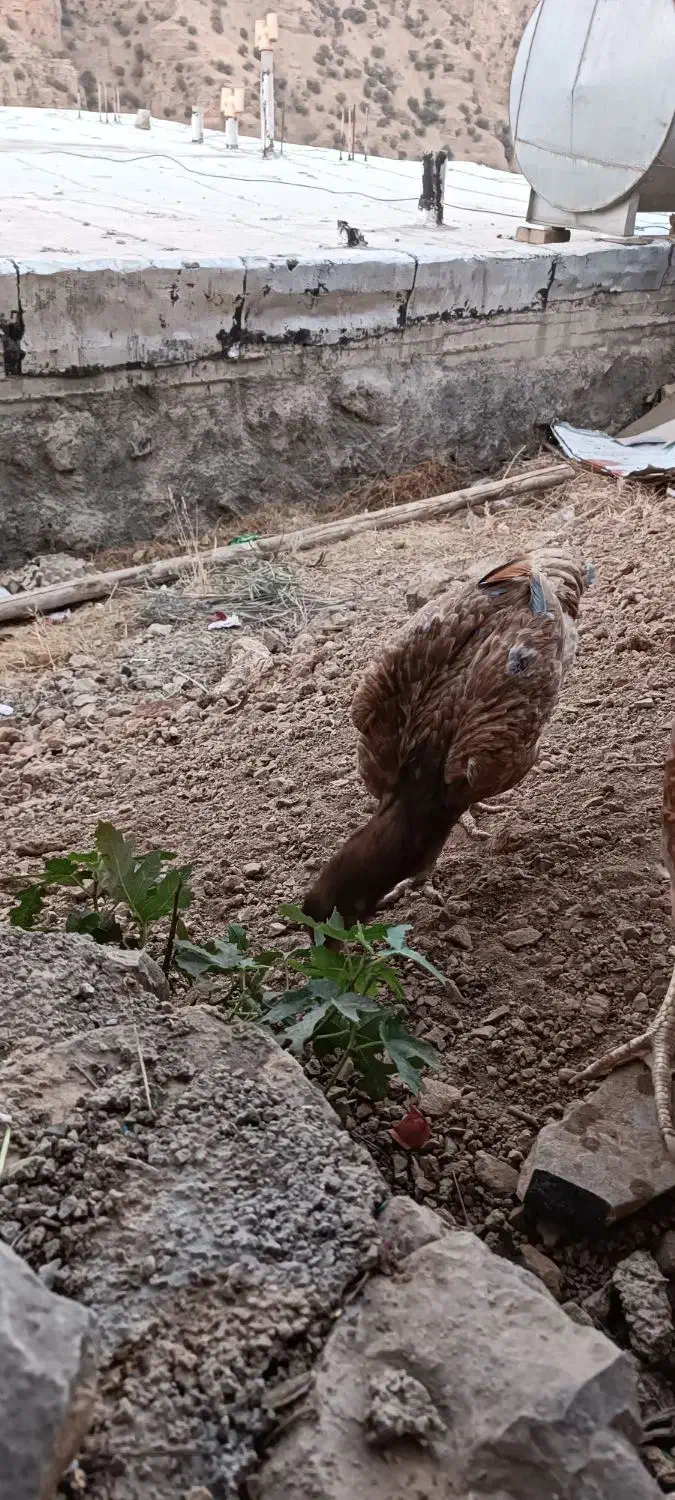 مرغ لاری|حیوانات مزرعه|پاوه, |دیوار